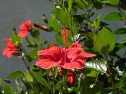 Flower Red in the garden close-up