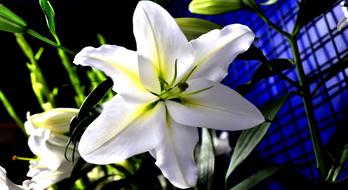 incredible beauty Lily Flower white