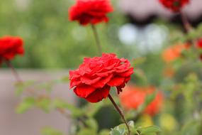 Rosa Red Roses
