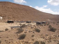 sandy desert with dry plants