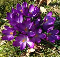 Crocus Spring Flowers