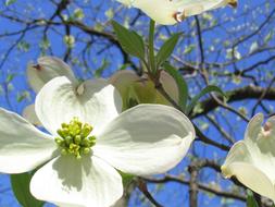 close-up, white apple buds