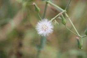 Dandelion Garden white Flower