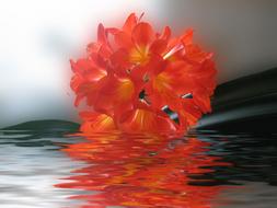 bright clivia buds are reflected in the water