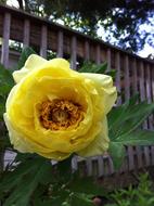 closeup view of Yellow Rose Bush Flower