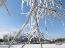 Snow And Ice Hanging Tree Blue