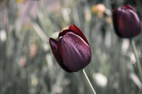 Close-up of the beautiful, purple and red tulip flowers, among the colorful plants