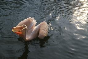 Pelican Zoo