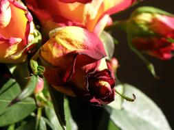 dry red-yellow roses in a bouquet