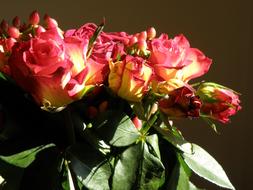 dry Rose Bouquet Flowers