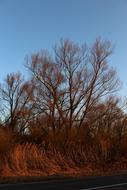 Tree Pasture Kahl