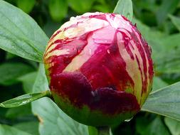 Flower Button Peony red yellow