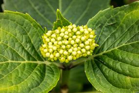 hydrangea in white buds close up