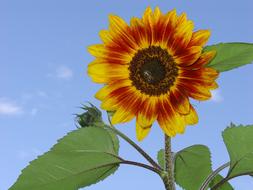 yellow-orange sunflower against the sky