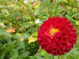 dahlia, red ball shape Flower in garden