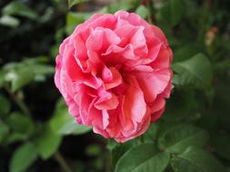 Close-up of the beautiful, blossoming pink flower with green leaves