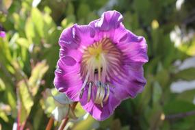 Bell Vine Blossom