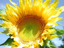 Sunflower Yellow Bloom and blue sky