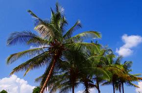 Coconut Palm Trees