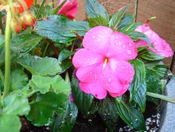 pink flower in a pot in the house
