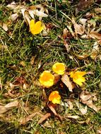 Crocus Flower Yellow green grass
