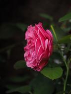 closeup view of Pink Rose Bloom