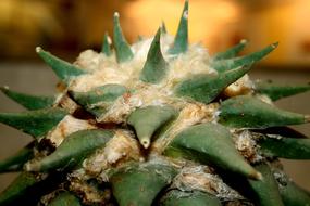 Ariocarpus confusus Cactus close up
