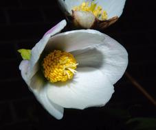 white bud with yellow stamens on a black background