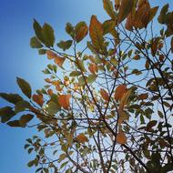 Red Leaves Autumn Blue