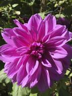 beautiful purple dahlia Flower