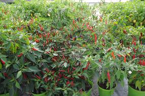 Chilli Peppers Tongue Of Fire bushes