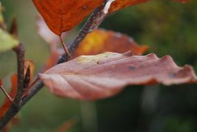 Leaf Red Autumn