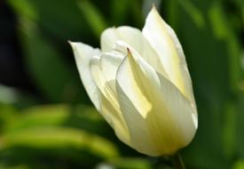 Tulip Flower white green background