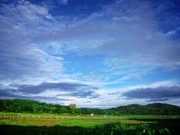 Clear weather in green meadow