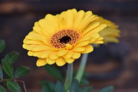 yellow gerbera close up on blurred background