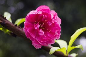 incredibly beautiful Cherry Blossom pink