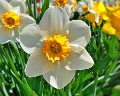 white yellow Daffodil Flower Spring