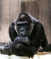 Gorilla Monkey Ape