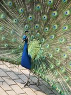 Peacock Male Feather