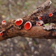 Mushroom Punamaljakas Sarcoscypha tree