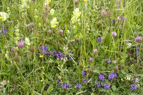 Summer Meadow Flowers Colorful