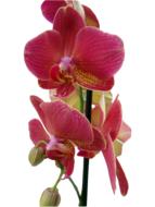 orchid red on white background