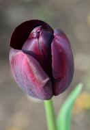 incredibly beautiful close Tulip Flower