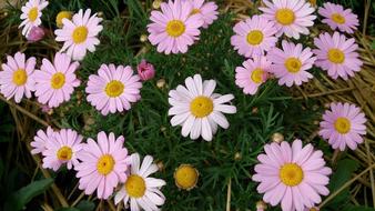 Close-up of the beautiful, yellow, purple and white flowers with the green leaves