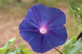 incredibly Blue flower