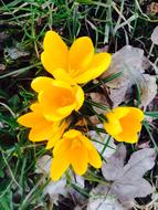 bright yellow crocuses on green grass close up