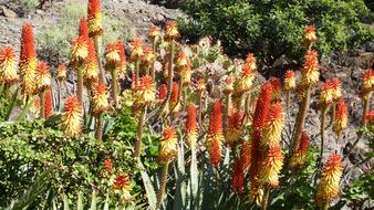 flower growing on a cactus