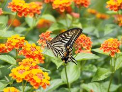 Swallowtail Butterfly
