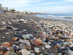 seaShells on Sand beach