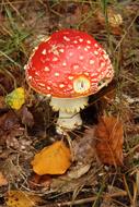 Toadstool Fungus Poisonous